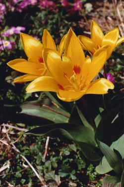 blume
